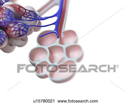Stock Image - Illustration of the human alveoli.. Fotosearch
