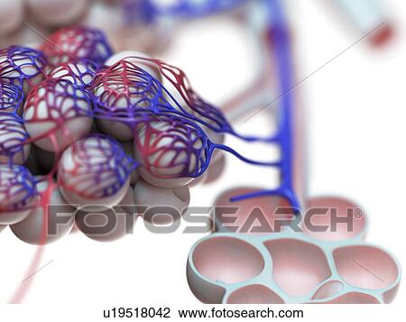 Stock Image - Illustration of the human alveoli.. Fotosearch