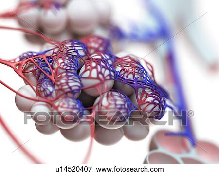 Stock Photo - Illustration of the human alveoli.. Fotosearch