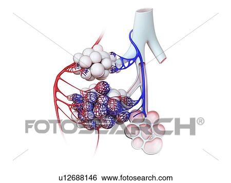Stock Photograph - Illustration of the human alveoli.. Fotosearch