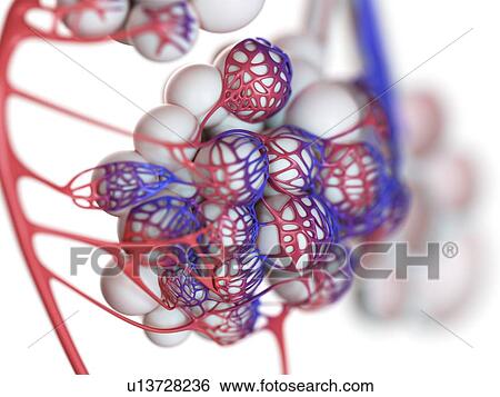 Stock Photograph - Illustration of the human alveoli.. Fotosearch
