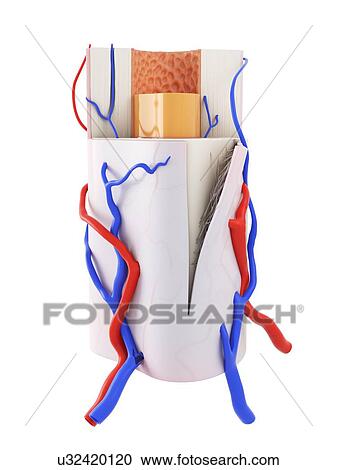 Stock Image - Illustration of the human bone anatomy.. Fotosearch