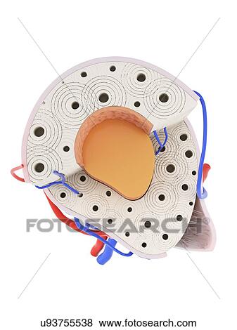 Stock Photo - Illustration of the human bone anatomy.. Fotosearch