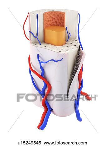 Stock Photography - Illustration of the human bone anatomy.. Fotosearch