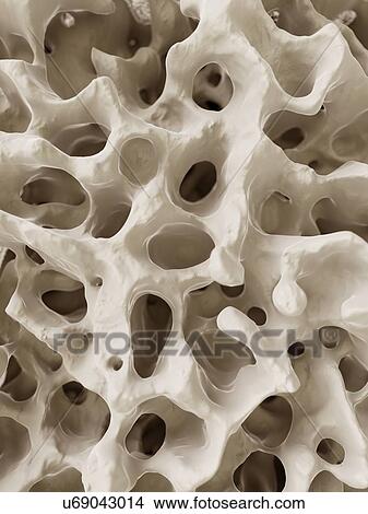 Illustration of the human bone structure. View Large Photo Image Picture - Illustration of the human bone structure.. Fotosearch
