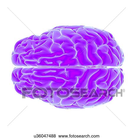 Stock Photo - Illustration of the human brain.. Fotosearch