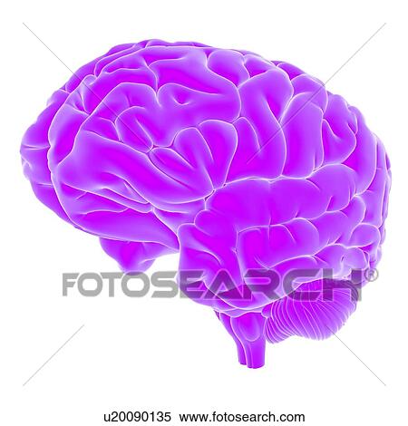 Stock Photography - Illustration of the human brain.. Fotosearch