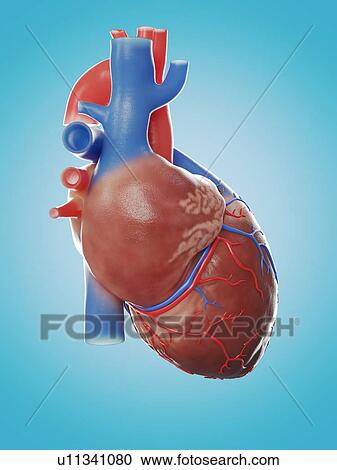 Illustration of the human heart anatomy. View Large Photo Image Stock Image - Illustration of the human heart anatomy.. Fotosearch
