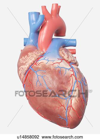 Stock Image - Illustration of the human heart anatomy.. Fotosearch