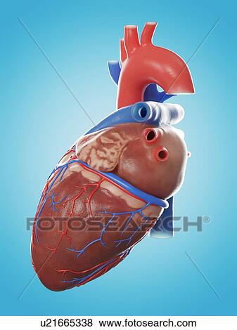 Illustration of the human heart anatomy. View Large Photo Image Stock Photo - Illustration of the human heart anatomy.. Fotosearch