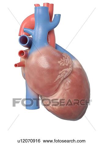 Illustration of the human heart anatomy. View Large Photo Image Stock Photograph - Illustration of the human heart anatomy.. Fotosearch
