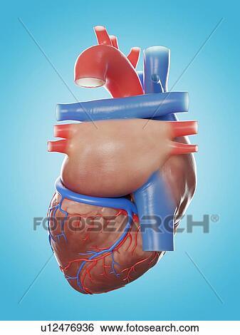 Illustration of the human heart anatomy. View Large Photo Image Stock Photograph - Illustration of the human heart anatomy.. Fotosearch