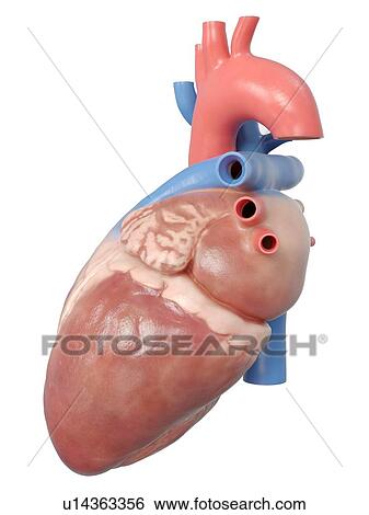Stock Photograph - Illustration of the human heart anatomy.. Fotosearch