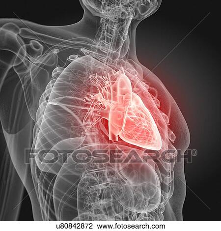 Illustration of the human heart. View Large Photo Image Stock Image - Illustration of the human heart.. Fotosearch