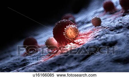Illustration of white blood cells attacking a cancer cell. View Large Photo Image Stock Photography - Illustration of white blood cells attacking a cancer cell.. Fotosearch