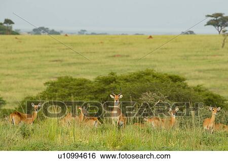 Stock Photograph - Kob Antelope (Kobus kob), Murchison Falls National Park, Uganda. Fotosearch