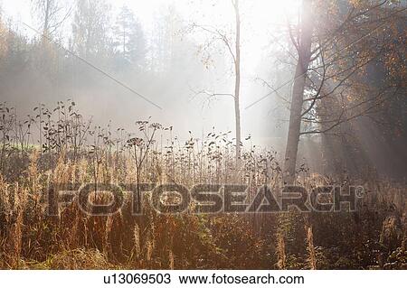 Landscape of long grasses and woodland in rays of misty autumn sun, Lohja, Southern Finland, Finland View Large Photo Image Stock Image - Landscape of long grasses and woodland in rays of misty autumn sun, Lohja, Southern Finland, Finland. Fotosearch