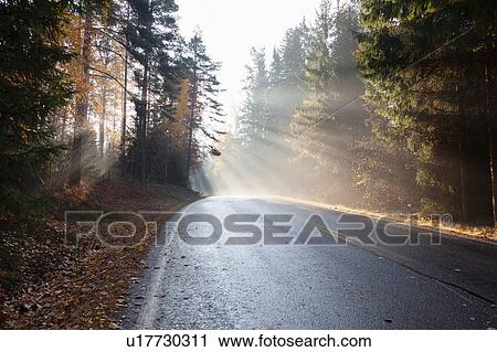 Stock Image - Landscape with rural forest road in rays of misty autumn sun, Lohja, Southern Finland, Finland. Fotosearch