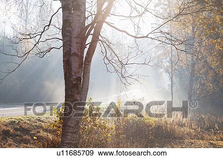 Stock Photo - Landscape with rural road and woodland in rays of misty autumn sun, Lohja, Southern Finland, Finland. Fotosearch