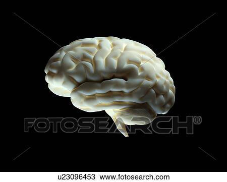 Model of the human brain isolated on black background. View Large Photo Image Stock Image - Model of the human brain isolated on black background.. Fotosearch