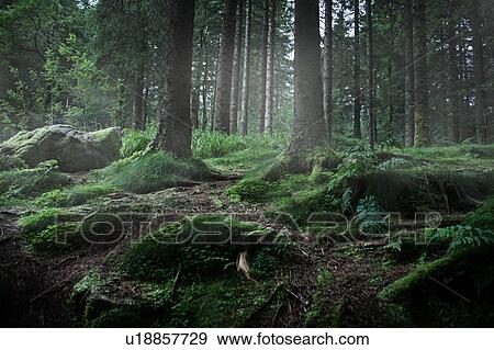 Stock Photo - Mossy green forest, low angle view, Bariloche, Rio, Argentina. Fotosearch