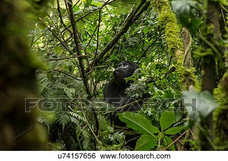 Stock Photograph - Mountain Gorilla (Gorilla beringei beringei), Bwindi Impenetrable Forest, Bwindi Mountains, Uganda. Fotosearch
