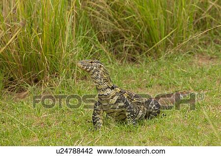 Stock Image - Nile Monitor Lizard (Varanus niloticus), Lizard, Murchison Falls National Park, Uganda. Fotosearch