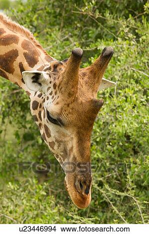 Picture - Rothschild's Giraffe (Giraffa camelopardalis rothschildi), Murchison Falls National Park, Uganda. Fotosearch