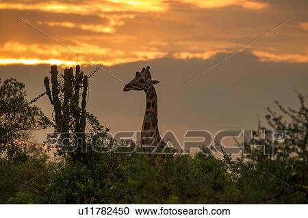 Stock Image - Rothschild's Giraffe (Giraffa camelopardalis rothschildi), Murchison Falls National Park, Uganda. Fotosearch