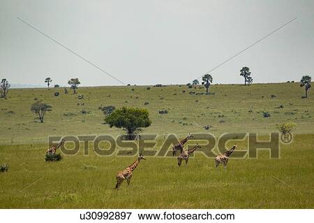 Stock Photo - Rothschild's Giraffe (Giraffa camelopardalis rothschildi), Murchison Falls National Park, Uganda. Fotosearch