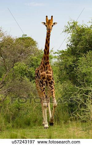 Stock Photo - Rothschild's Giraffe (Giraffa camelopardalis rothschildi), Murchison Falls National Park, Uganda. Fotosearch
