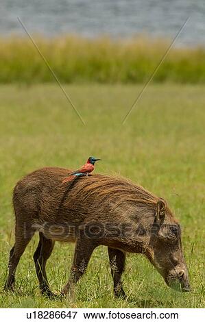 Stock Photo - Warthog with Northern Carmine Bee-eater on its back, Murchison Falls National Park, Uganda. Fotosearch