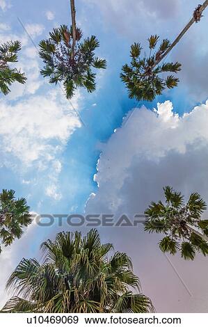 Washingtonia, Amazon, Belem do Par, Para, Brazil View Large Photo Image Stock Photo - Washingtonia, Amazon, Belem do Par, Para, Brazil. Fotosearch