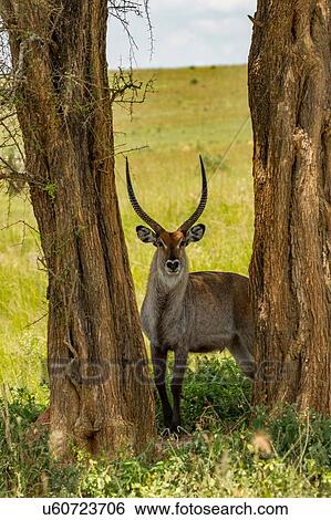 Stock Photograph - Waterbuck (Kobus ellipsiprymnus) Murchison Falls National Park, Uganda. Fotosearch