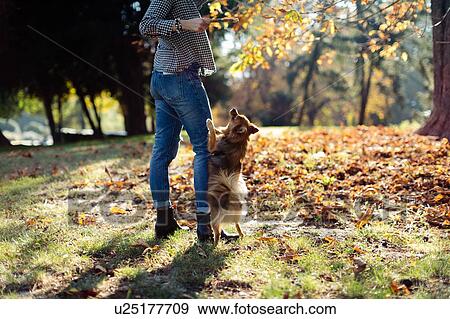 Woman with pet dog in park View Large Photo Image Stock Photo - Woman with pet dog in park. Fotosearch