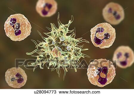 Stock Image - Acanthamoeba amoeba in cerebrospinal fluid, illustration. Fotosearch