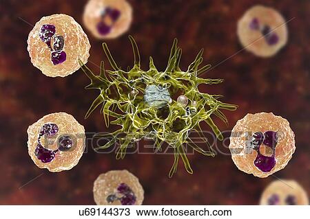 Stock Image - Acanthamoeba amoeba in cerebrospinal fluid, illustration. Fotosearch