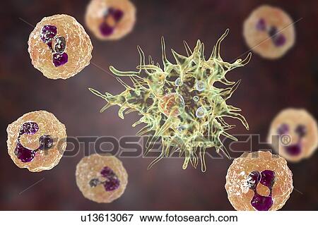 Stock Photo - Acanthamoeba amoeba in cerebrospinal fluid, illustration. Fotosearch