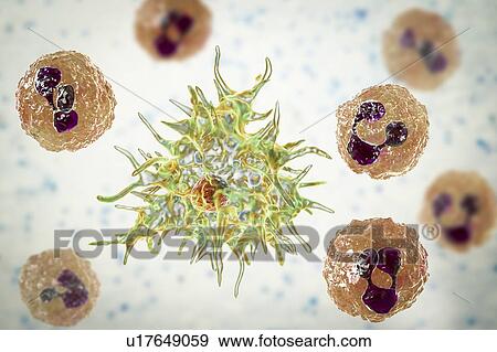Stock Photo - Acanthamoeba amoeba in cerebrospinal fluid, illustration. Fotosearch