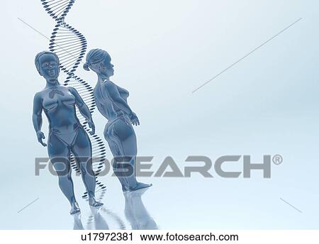 Achondroplasia. Conceptual illustration showing figures displaying signs of achondroplasia, with a strand of DNA. Achondroplasia is the most common form of short stature in humans, and is caused by an autosomal dominant gene. In about 80% of cases... View Large Photo Image Stock Image - Achondroplasia. Conceptual illustration showing figures displaying signs of achondroplasia, with a strand of DNA. Achondroplasia is the most common form of short stature in humans, and is caused by an autosomal dominant gene. In about 80% of cases.... Fotosearch