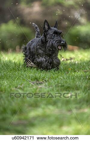 Active Scottish Terrier View Large Photo Image Stock Image - Active Scottish Terrier. Fotosearch