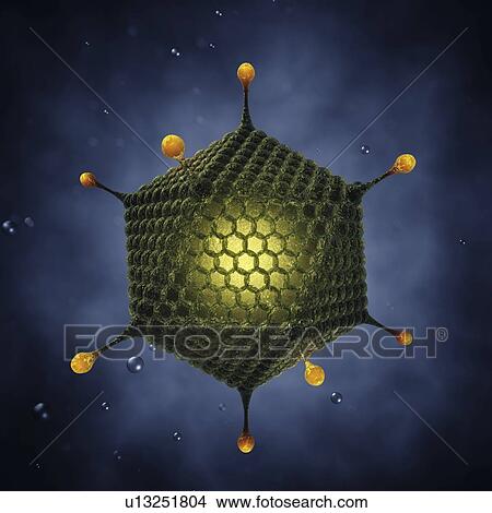 Adenovirus, illustration View Large Photo Image Picture - Adenovirus, illustration. Fotosearch
