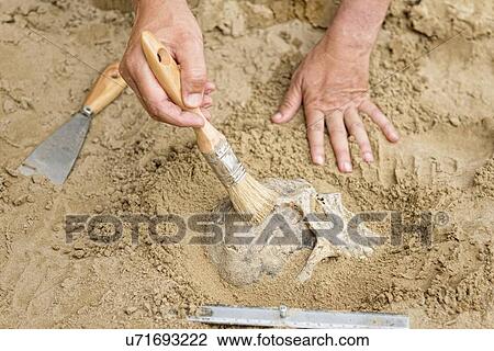 Archaeologist excavating a skull View Large Photo Image Stock Image - Archaeologist excavating a skull. Fotosearch