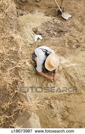 Archaeologist excavating a skull View Large Photo Image Stock Photo - Archaeologist excavating a skull. Fotosearch