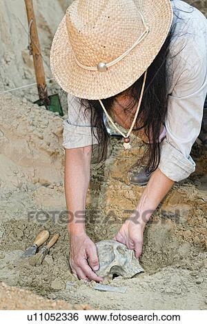 Stock Photograph - Archaeologist excavating a skull. Fotosearch