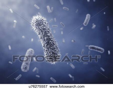 Bacillus bacteria, illustration View Large Photo Image Stock Photo - Bacillus bacteria, illustration. Fotosearch