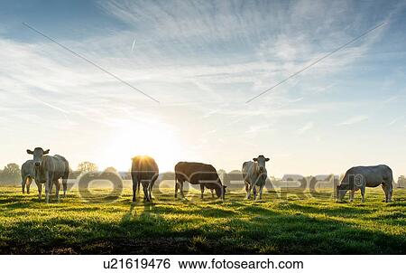Stock Photograph - Backlit cows in field, early morning, Netherlands. Fotosearch