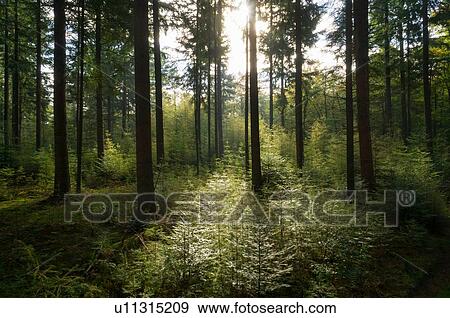 Stock Photo - Backlit trees and saplings in autumn forest, Netherlands. Fotosearch