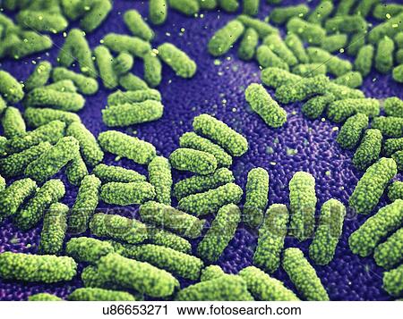 Bacteria, illustration. View Large Photo Image Stock Image - Bacteria, illustration.. Fotosearch