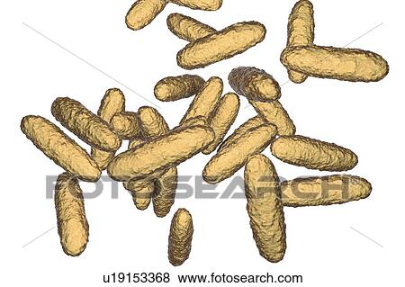 Bacteria of donovanosis infection, illustration View Large Photo Image Stock Photo - Bacteria of donovanosis infection, illustration. Fotosearch